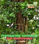 GardenShaman.eu - Roter Sandelholzbaum (Pterocarpus santalinus) Samen - Sandelholz, sandalwood