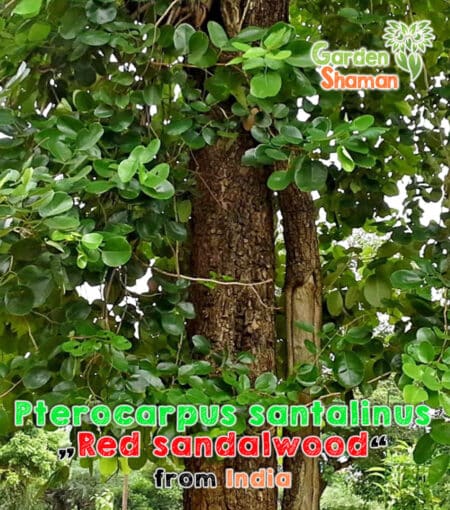 GardenShaman.eu - Red sandalwood tree (Pterocarpus santalinus) seeds - Sandalwood, sandalwood