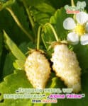GardenShaman.eu - Fragola di bosco alpina giallo bianco delizia bianco Solem semi semi