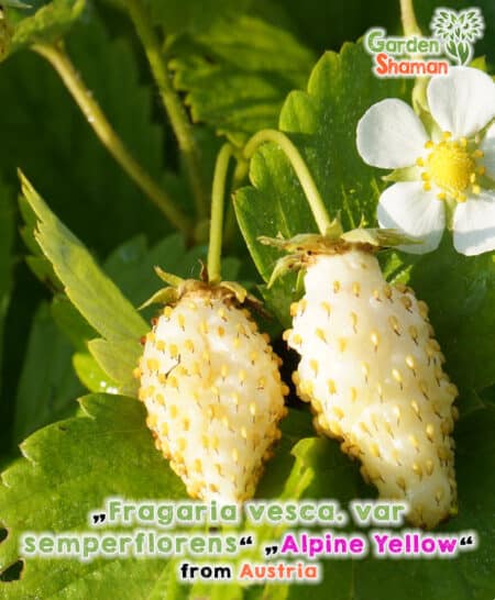 GardenShaman.eu - Wald-Erdbeere Alpine Yellow White Delight White Solem seeds Samen