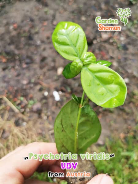GardenShaman.eu - Psychotria viridis UVD, Chacruna, Ayahuasca