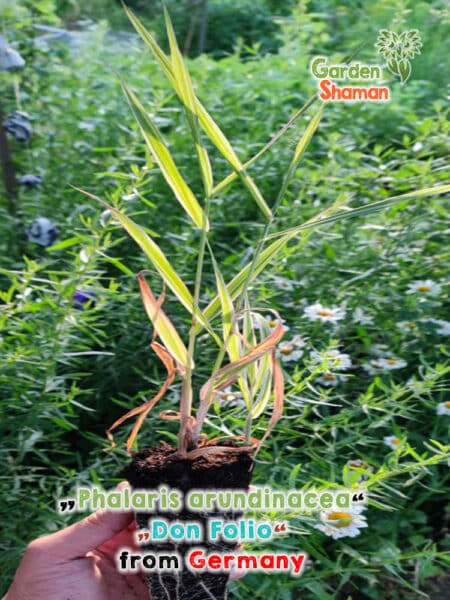 GardenShaman.eu - Verre de canne "Don Folio" (Phalaris arundinacea) - Plante Dmt