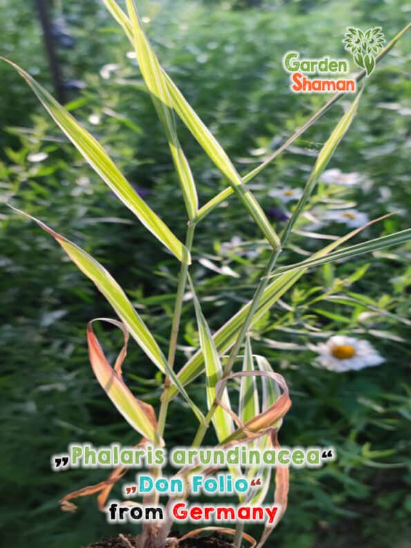 GardenShaman.eu - Canna da zucchero "Don Folio" (Phalaris arundinacea) - Pianta Dmt