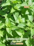 gardenshamaneu – ocimum americanum typ lime