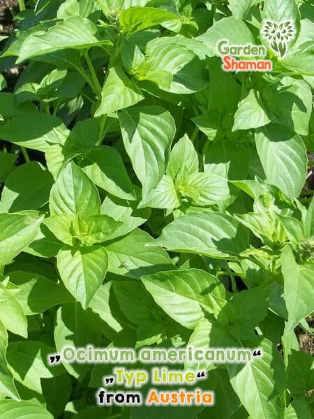 GardenShaman.eu - Ocimum americanum Typ Lime Samen