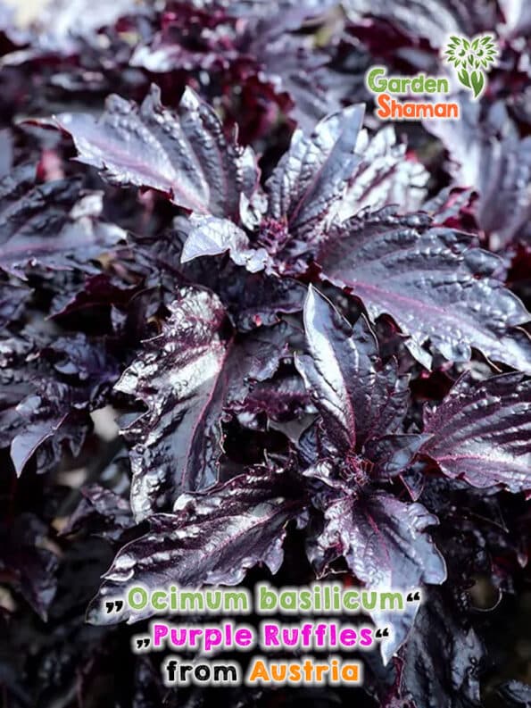 GardenShaman.eu - Purple Ruffles Basil, Basilic frisé,