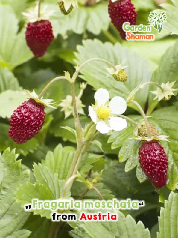 GardenShaman.eu - Fragaria moschata, fragola cannella, fragola, semi di fragola