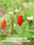 GardenShaman.eu - Monthly Strawberry "Alexandria" (Fragaria vesca var. semperflorens) - Seeds