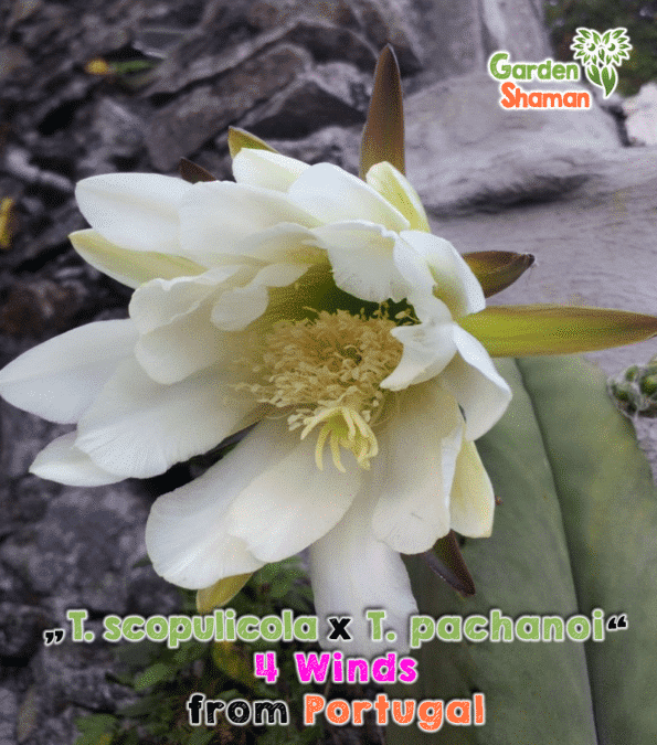 GardenShaman.eu - Trichocereus scopulicola x Trichocereus pachanoi 4winds 4 winds seeds, Samen, Echinopsis