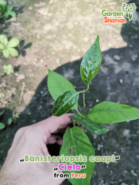 GardenShaman.eu - Banisteriopsis caapi Pflanze Steckling cutting Cielo