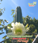 gardenshaman_trichocereus pachanoi – lima market 1