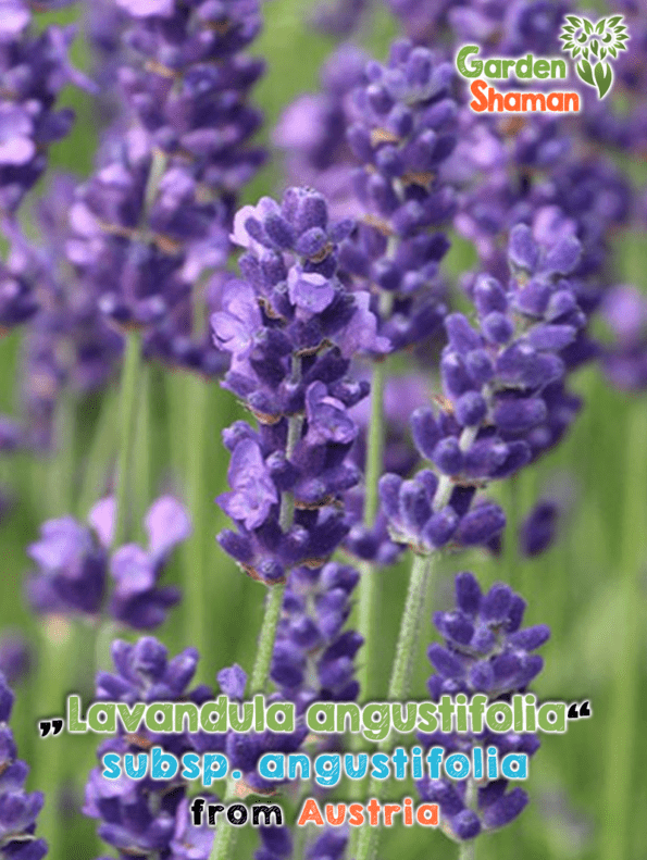 GardenShaman.eu - Lavendel, Echter Lavendel, Schmalblättriger Lavendel, Lavandula angustifolia Samen, seeds