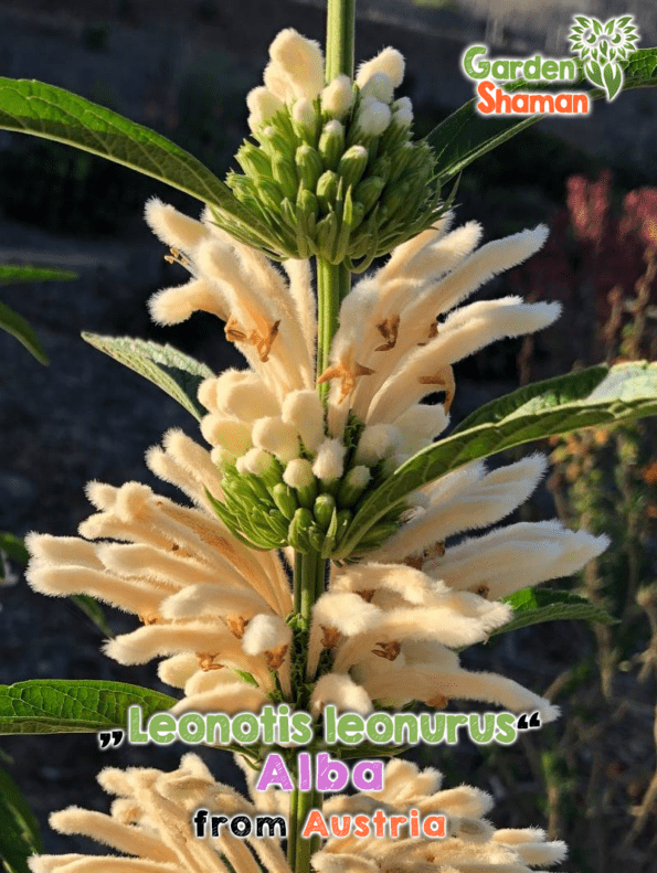 GardenShaman.eu Leonotis leonurus alba blanco, Oreja de león, Cola de león