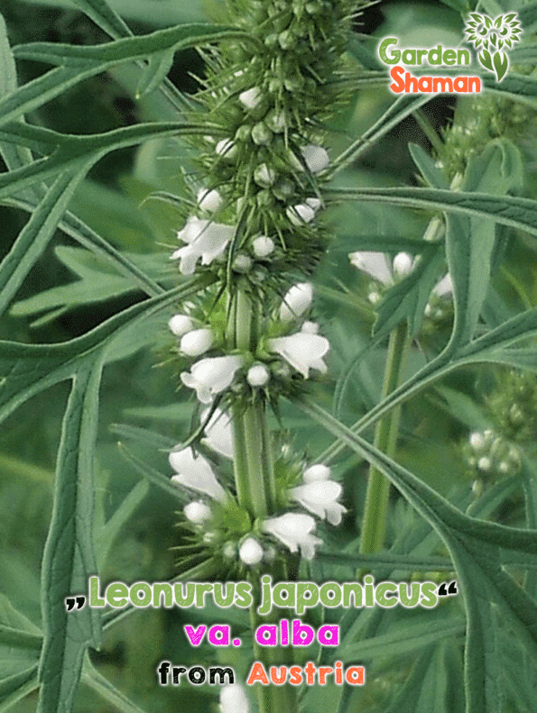 GardenShaman.eu - Leonurus japonicus alba Semillas, semillas, agripalma china