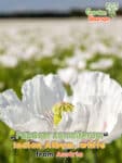 GardenShaman.eu - Papaver somniferum Album indien blanc