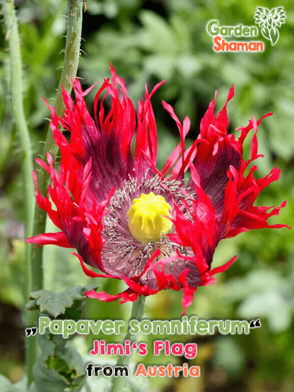 GardenShaman.eu - Papaver somniferum Jimi's Flag, Jim's Flag, Opium Poppy Seeds