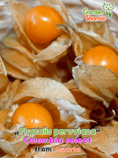 GardenShaman.eu - Physalis, baie des Andes Physalis peruviana Colombia select seeds Graines