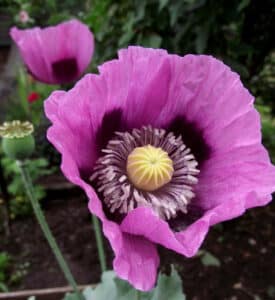 GardenShaman.eu - Grow opium poppy Papaver somniferum