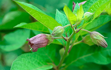 GardenShaman.eu - Atropa belladonna anbauen Tollkirsche