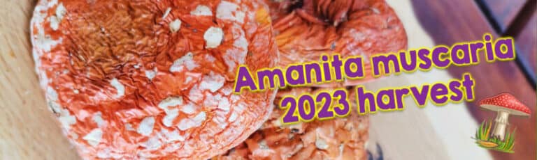 GardenShaman.eu - Amanita muscaria récolte harvest 2023 Amanite tue-mouches séchée