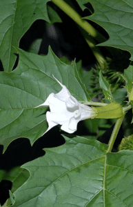 GardenShaman.eu - Stechapfel Datura Anbau Gefahren Vorsichtsmaßnahmen Wissen Information