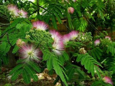 GardenShaman.eu Cultiver, faire pousser, faire pousser Mimosa hostilis