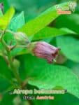 GardenShaman.eu - Atropa bellatonna - Tollkirsche - nightshade seeds Samen