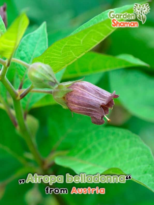 GardenShaman.eu - Atropa bellatonna - Belladone - graines de nightshade