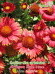 GardenShaman.eu - Gaillardia aristata Arizona Red Tones Toene, semi, coneflower