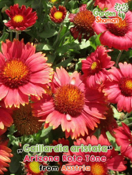 GardenShaman.eu - Gaillardia aristata Arizona Rote Töne Toene, seeds, Samen, Konkardenblume