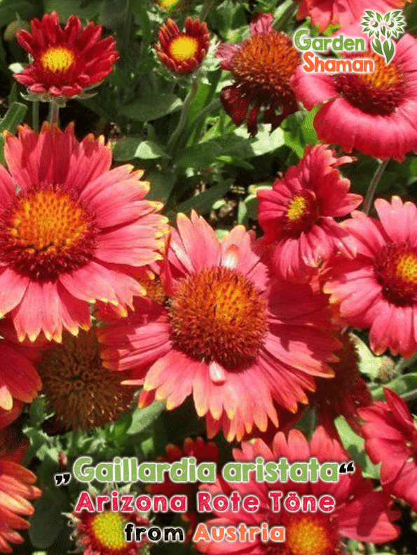 GardenShaman.eu - Gaillardia aristata Arizona Red Tones Toene, semillas, coneflower
