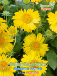 GardenShaman.eu Gaillardia aristata Maxima Aurea Indian Yellow, Aurea Pura, Fleur de concombre