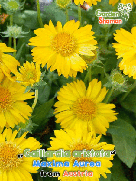 GardenShaman.eu Gaillardia aristata Maxima Aurea Indian Yellow, Aurea Pura, Konkardenblume