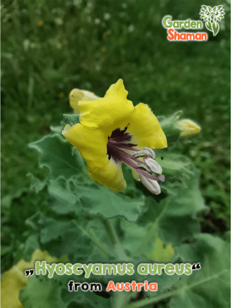 GardenShaman.eu - Hyoscyamus aureus, Goldgelbes Bilsenkraut, golden henbane seeds Samen