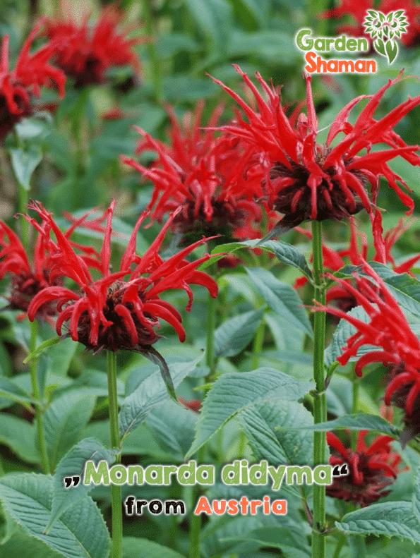 GardenShaman.eu - Monarda didyma, Mélisse d'or, Ortie indienne, Ortie indienne écarlate