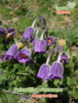 GardenShaman.eu - Pulsatilla violacea Kuhschelle Samen seeds giftig