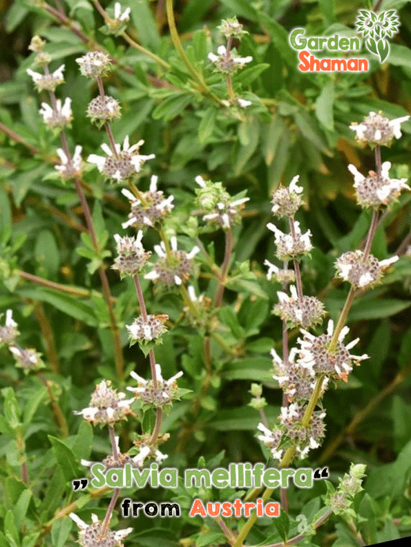 GardenShaman.eu - Salvia mellifera, Sauge de Californie, Sauge noire graines, seeds
