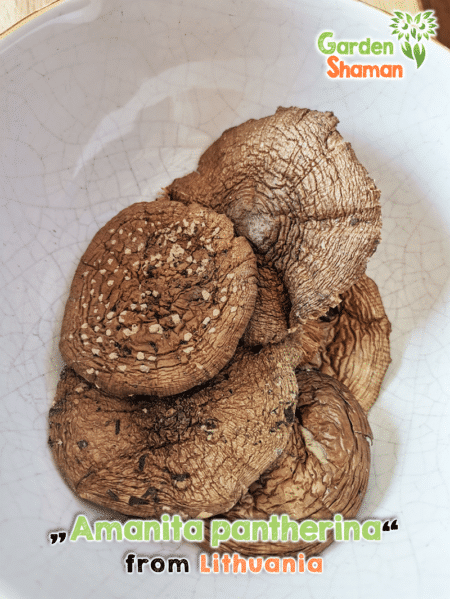 GardenShaman.eu - Amanita pantherina, Panther mushroom, dried, Amanita dried, dried, fly agaric