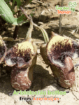GardenShaman.eu - Aristolochia bottae semillas Semillas, Pipevine, Pipeflower