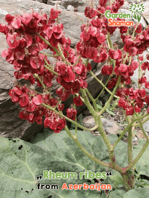 GardenShaman.eu - Rheum ribes, Syrian rhubarb, seeds, edible