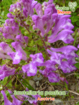 gardenshaman_scutellaria pontica