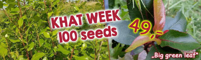GardenShaman.eu Khat week seeds Aktion