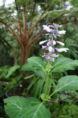 GardenShaman.eu - Salvia divinorum, Aztec Sage Blog, Contribution