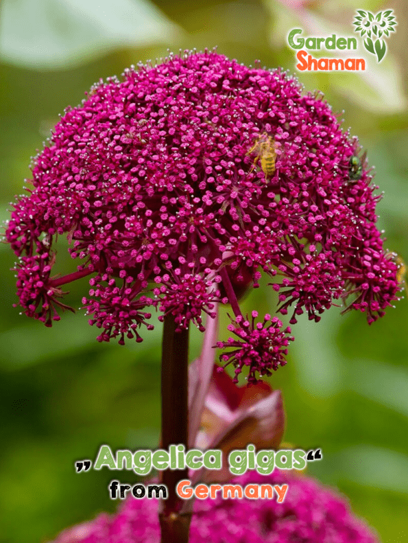 GardenShaman.eu Archangelica gigas, Angélique rouge, Angélique des Ardennes