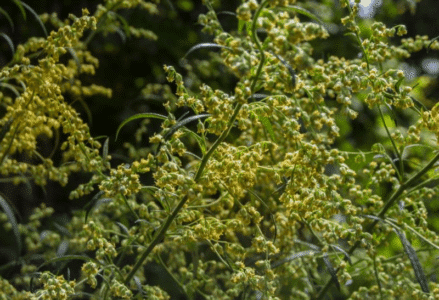 GardenShaman.eu - Blog Artemisia Mugwort Wormwood