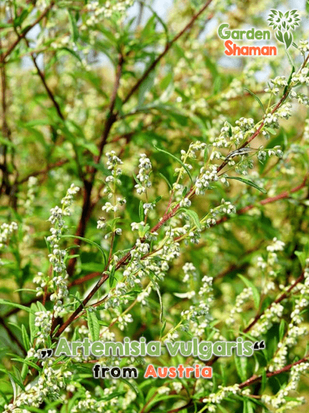 GardenShaman.eu - Artemisia vulgaris Samen seeds, Gemeiner Beifuß