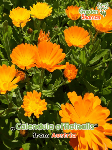 GardenShaman.eu - Calendula officinalis, marigold seeds