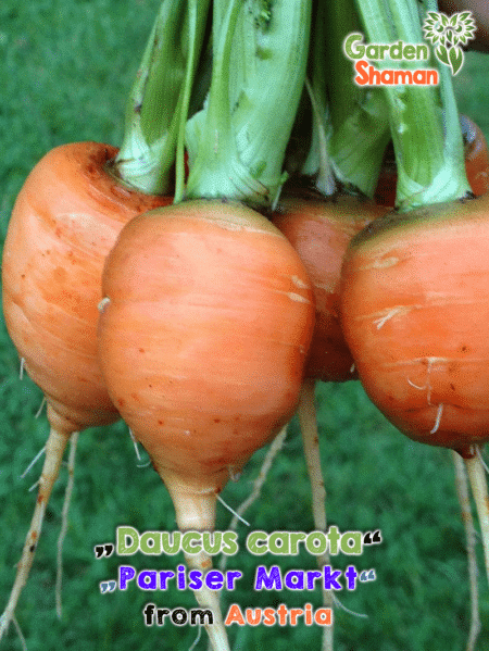 GardenShaman.eu - Daucus carota, Ronde de Paris, Paris market