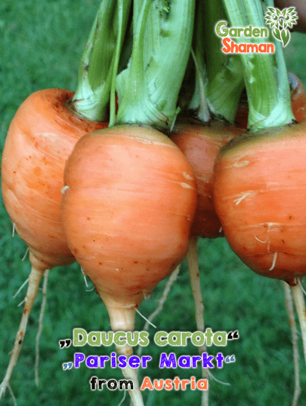 GardenShaman.eu - Daucus carota, Ronde de Paris, Pariser Markt
