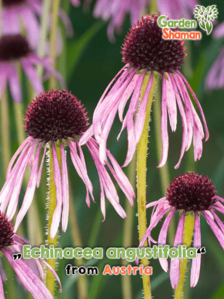 GardenShaman.eu - Echinacea angustifolia, Narrow-leaved Coneflower Seeds